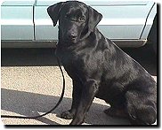 Grant the drug sniffing dog